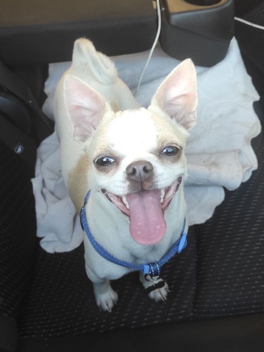 Чіхуахуа хлопчик шукає подружку для в'язки!!!