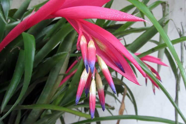 Більбергія, плющ - кімнатні квіти