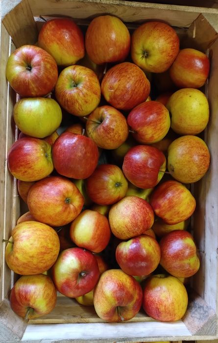 Sprzedaż jabłek z własnego gospodarstwa