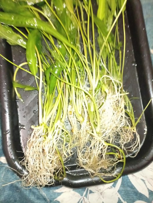 Продам криптокорину