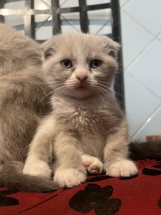 Продаются котята британской вислоухой шиншилы