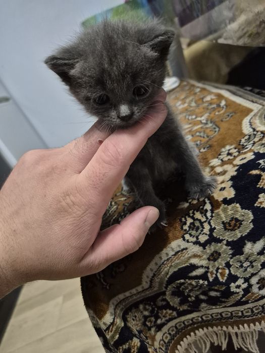 Віддам котиків в добрі руки!
