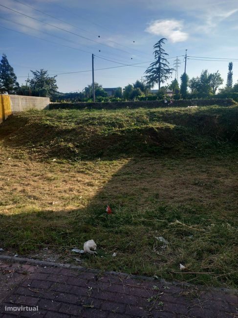 Terreno, Palmeira