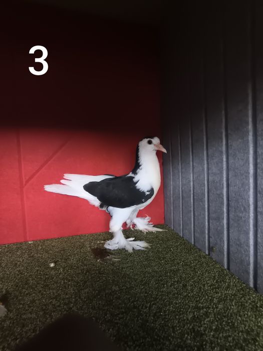 Pombos fantasia várias raças