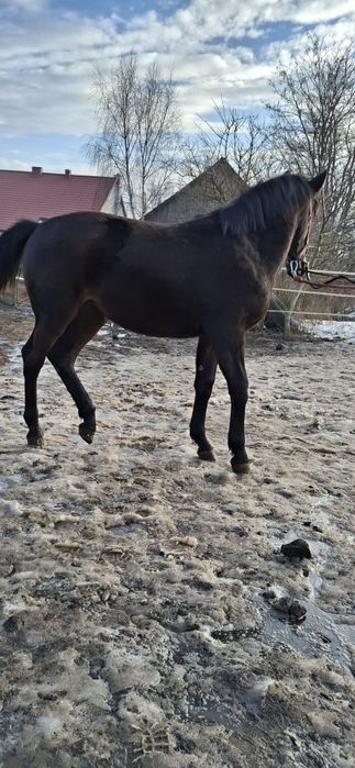 Klacz Śląska ,źrebica Księga główna