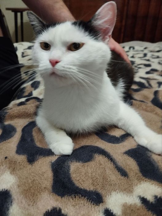 Лагідна кішечка Шпуля