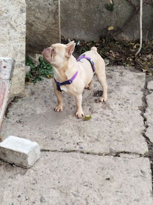 хлопик та дівчинка парою