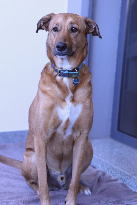 Tomo conta de cães. Pet Sitting, creche, transportes, etc.
