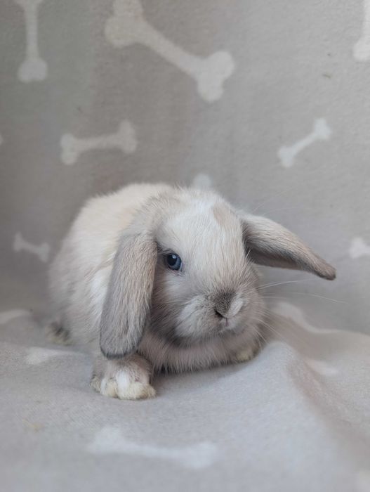 Mini lop, baranek miniaturka, metryka