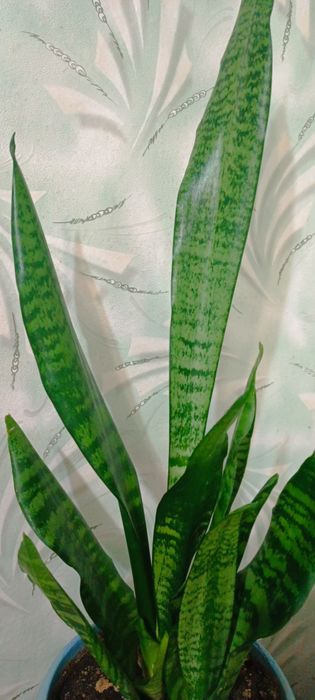 Сансевієрія санса