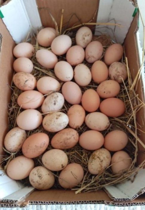 Ovos galados de galinhas mestiças (coquichas)
