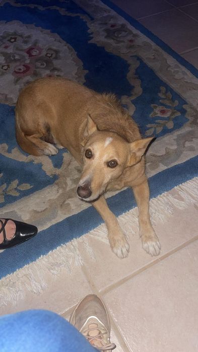 O melhor cão do mundo (porte pequeno) para adoção responsável