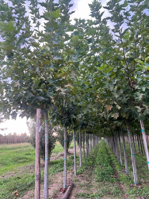 Platan klonolistny - Platanus acerifolia HURT / DETAL