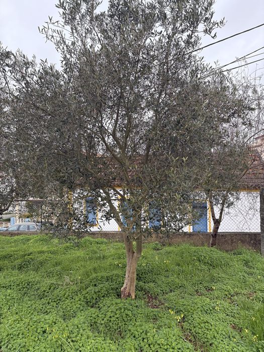 Oliveiras de trás-os-montes para venda