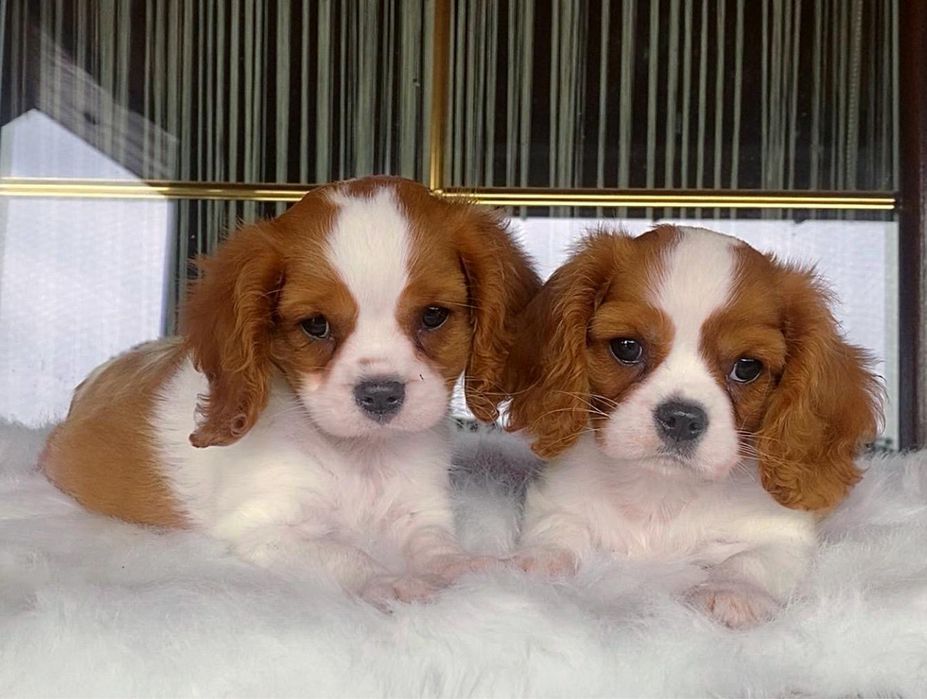 Cavalier King Charles Sosniel