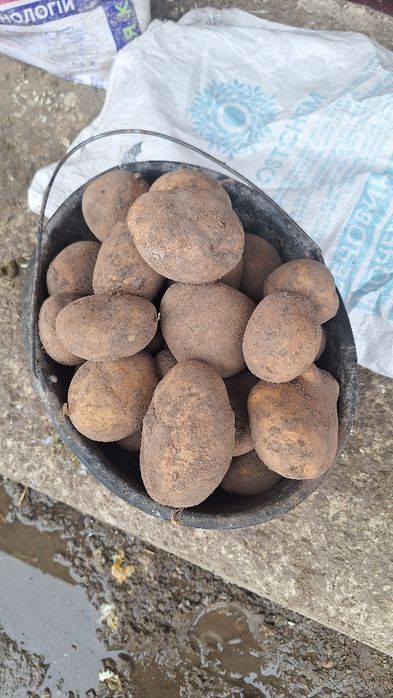Продаємо картоплю з доставкою за адресою
