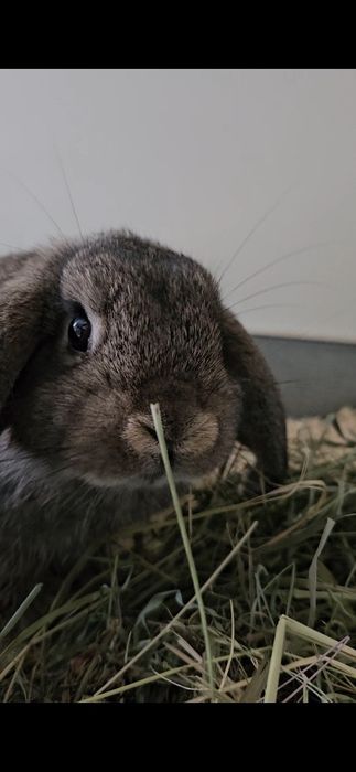 Siano dla królików,  świnek ..."Animals24 " eko- odpylone.
