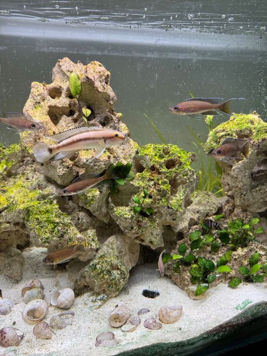 Telmatochromis vittatus Tanganika
