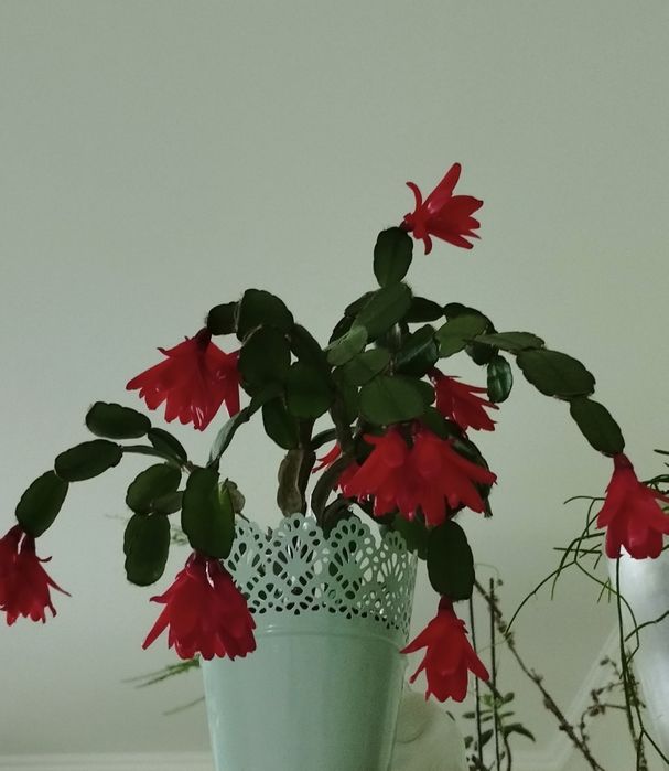 Кімнатні рослини