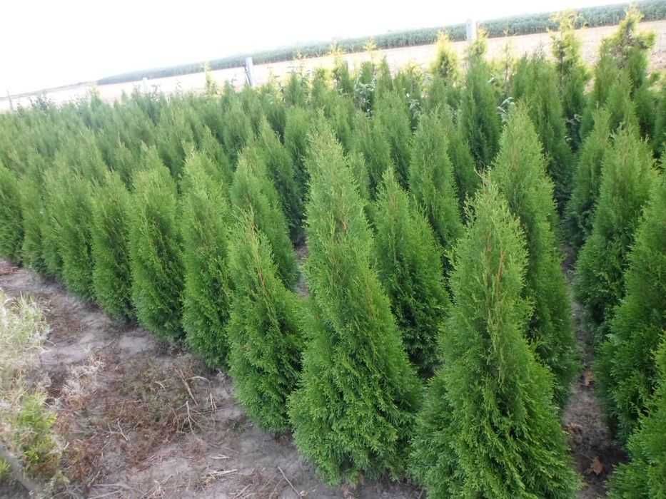 Tuja tuje szmaragd w doniczkach 160-180cm DOSTAWA