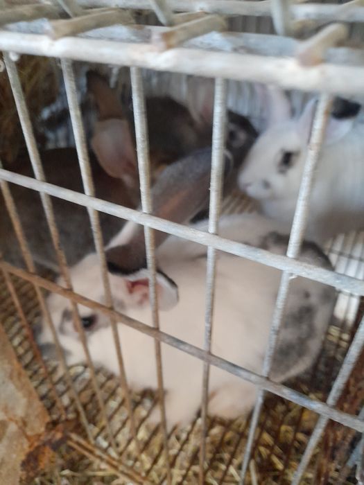 Coelhos caseiros arranjados 20€