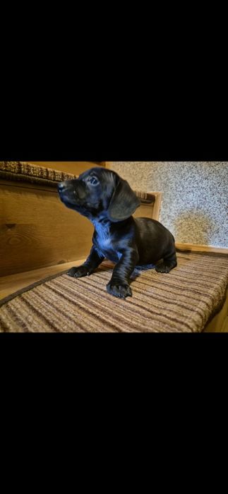 Jamnik miniaturowy sunia Fullblack