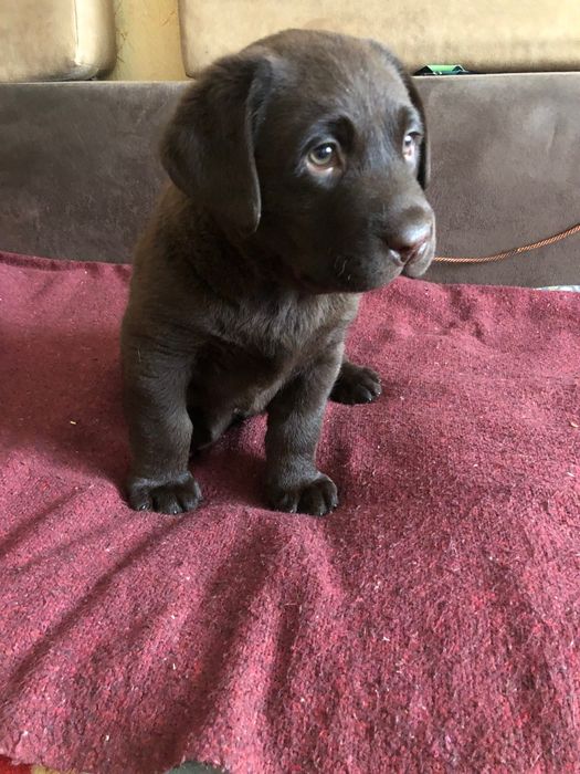 Лабладор ретрівер шоколад.