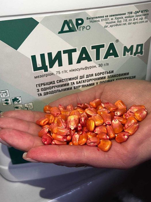 Кукурудза Хотин/Фієста