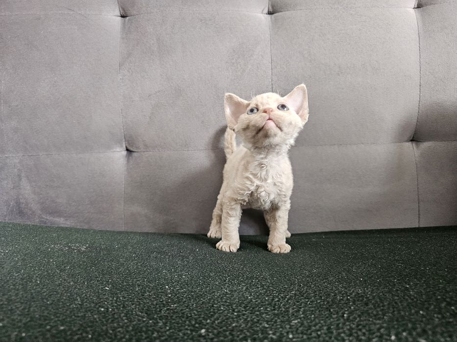 Kociak Devon rex, rodowód FPL