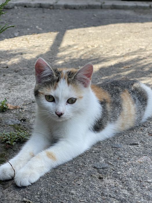 Віддам у добрі руки кішку.