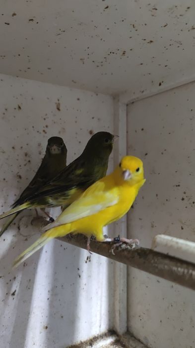 5 canários machos e 2 fêmeas