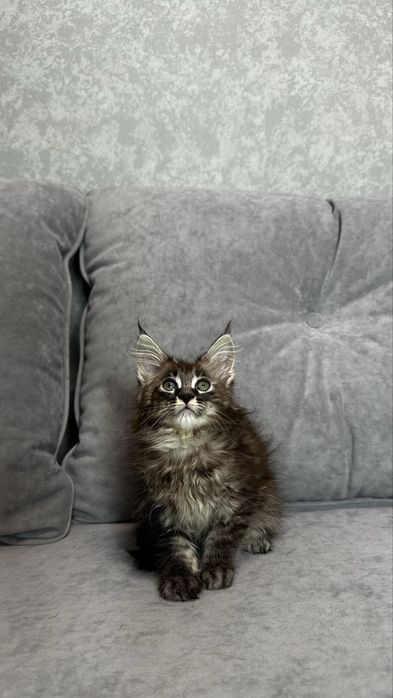 Дівчинка мейнкун чорний мармур на сріблі