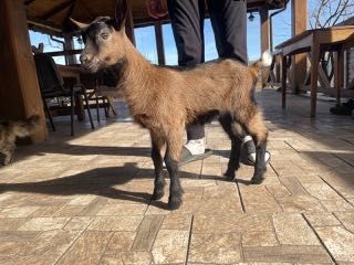 Козлята 100% альпійці від добрих батьків.