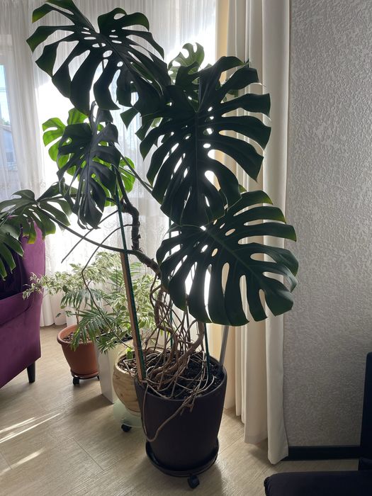 Продам Монстеру з горщиком