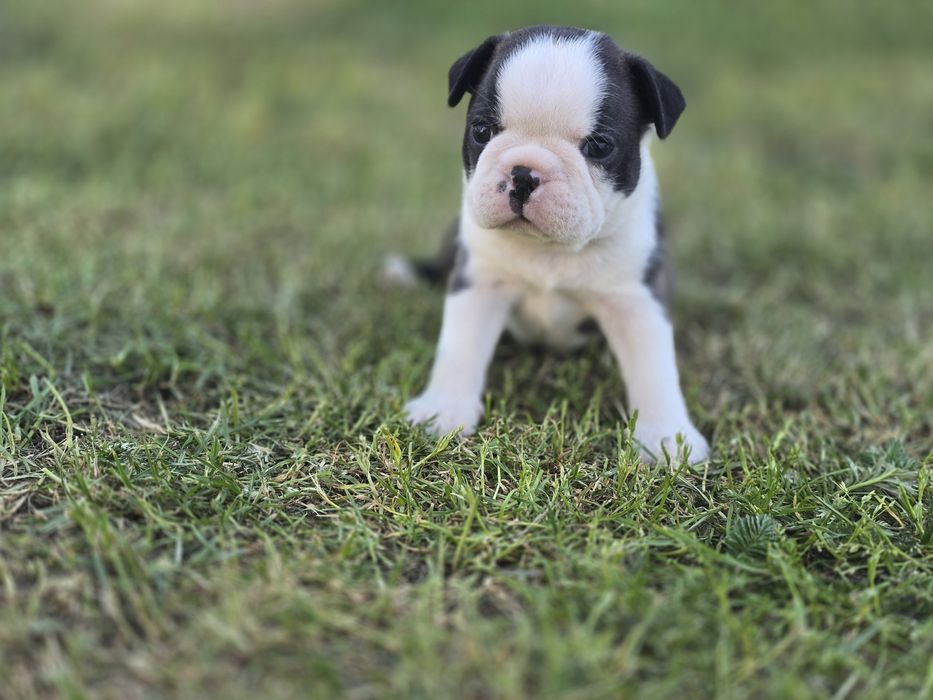 Boston Terrier chłopczyk