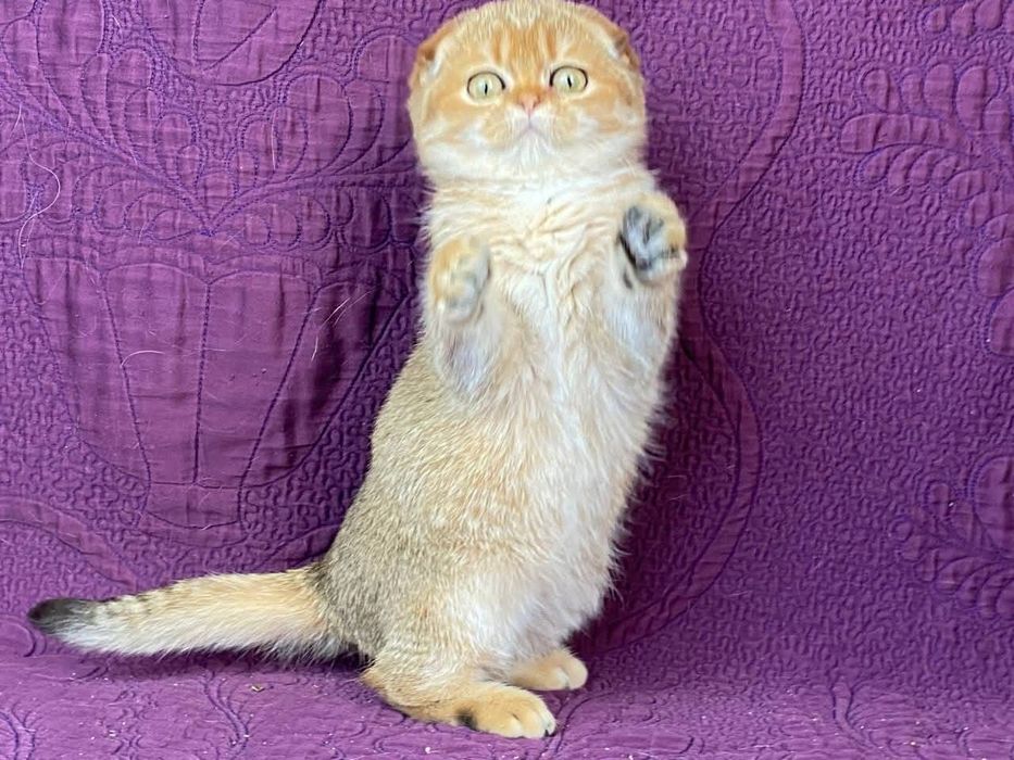 Шотландські кошенята
