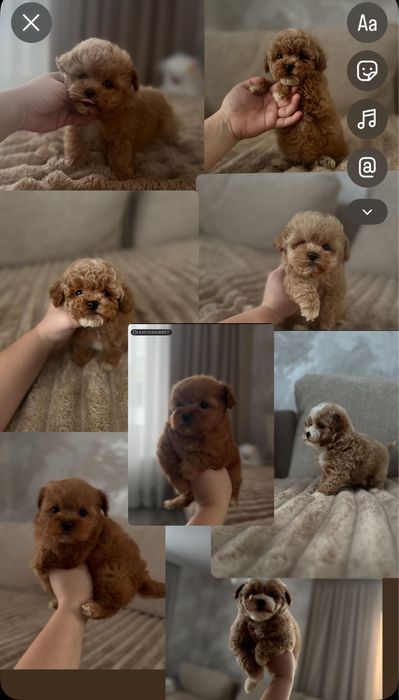 Є вибір мікро та міні цуценята корейського типу Мальтипу ф1 бейбі фейс