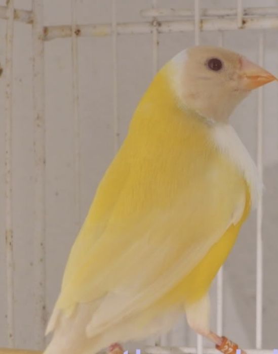 Diamante de gould lutinos e portadores de lutinos