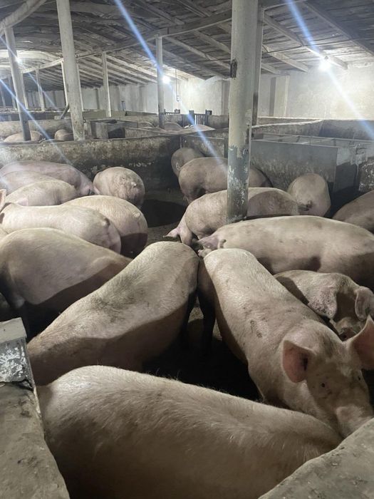 Продам свиней !!