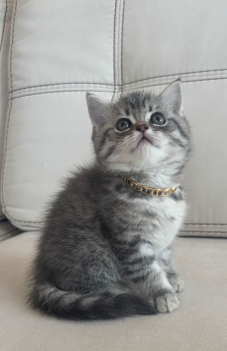 Британський котик.