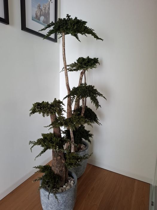 2 Bonsais naturais preservados