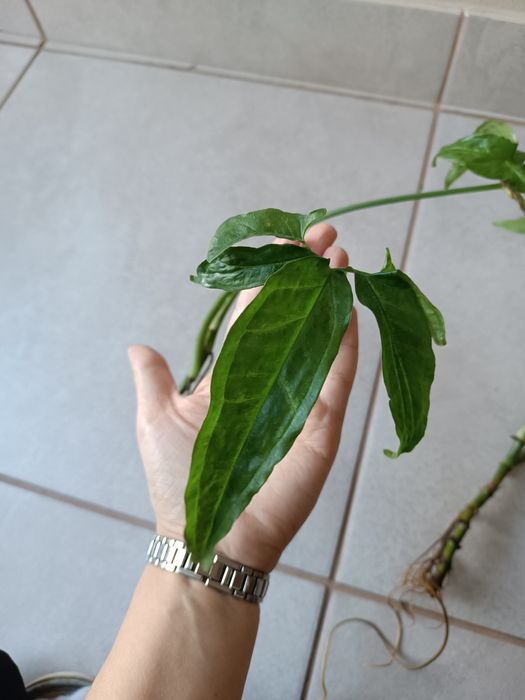Syngonium Angustatum