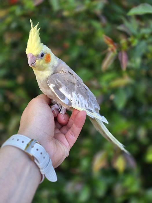 Caturras Domesticadas