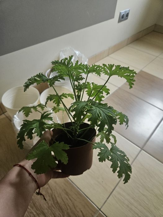Kwiaty doniczkowe anginka/ geranium, sansevieria