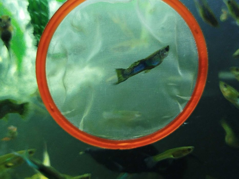 Rybka akwariowa gupik pawie oczko