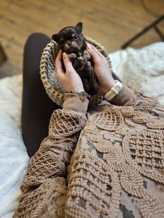 Chihuahua prześliczny chłopiec