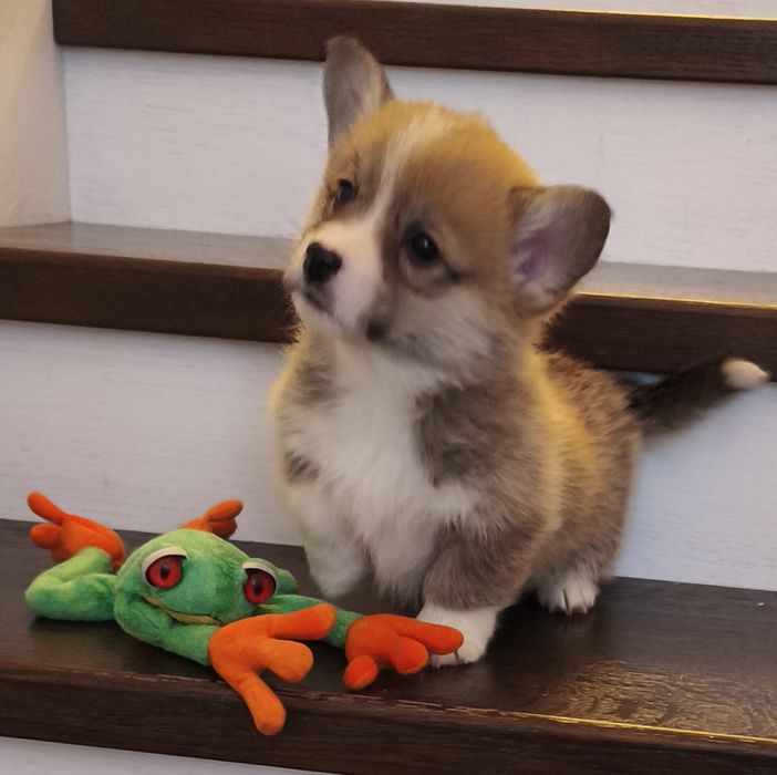 Щенки корги продаю