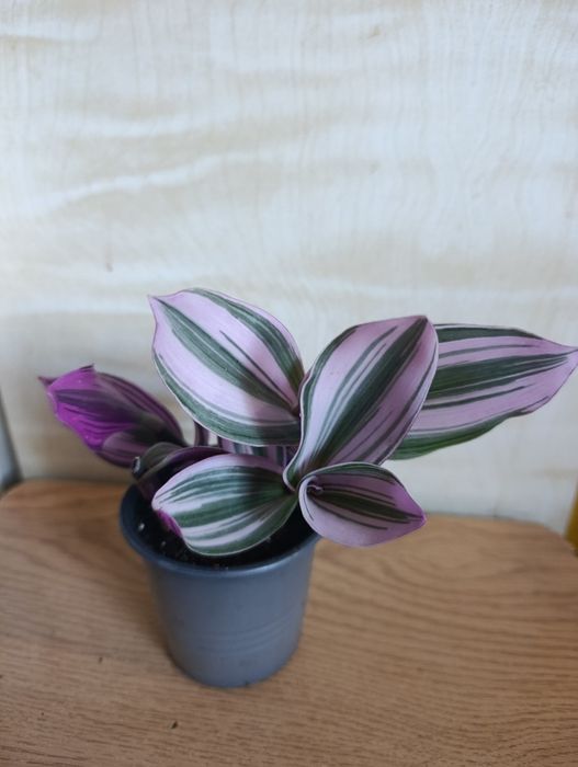 Продам традесканцию Нанук.