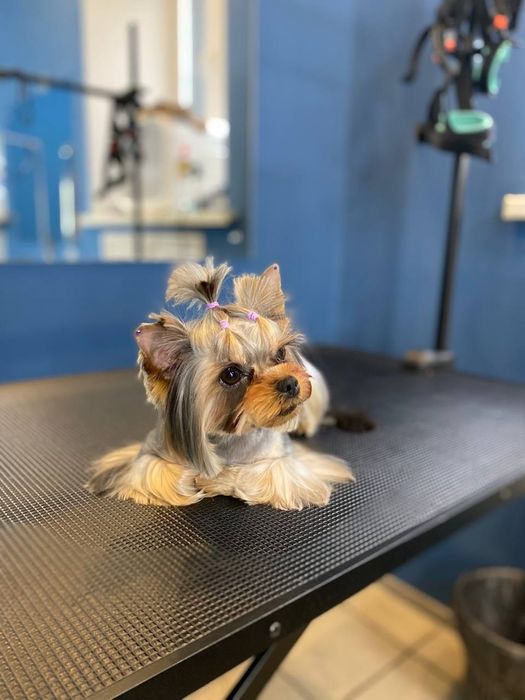 Курси.Навчання на Грумінг Майстра.Чернігів