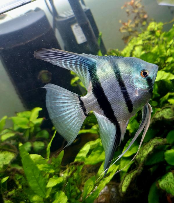 Pterophyllum scalare - Escalar Azul Riscado - Criação Própria